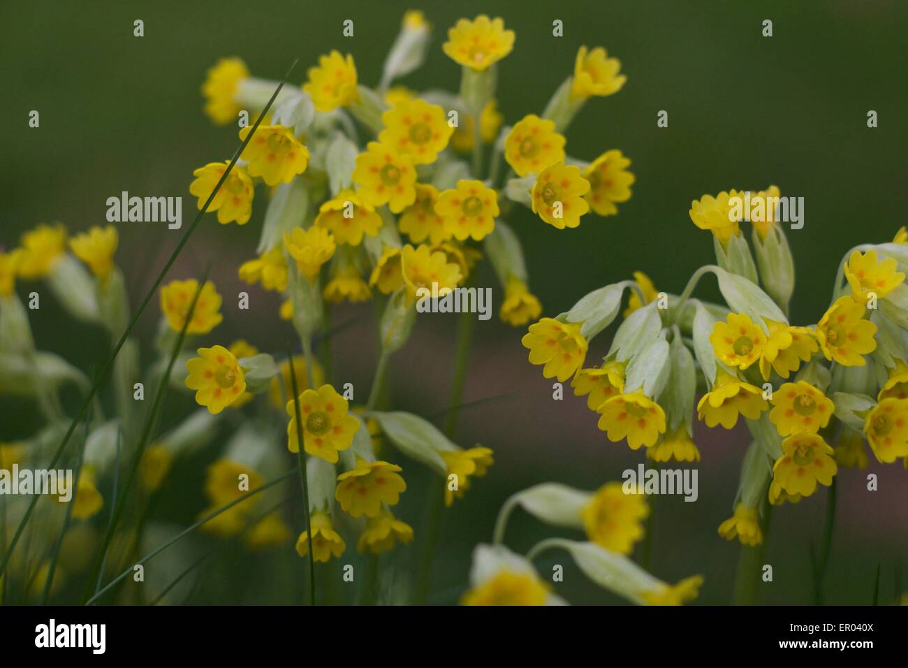 Closeup Cowslip Stock Photo