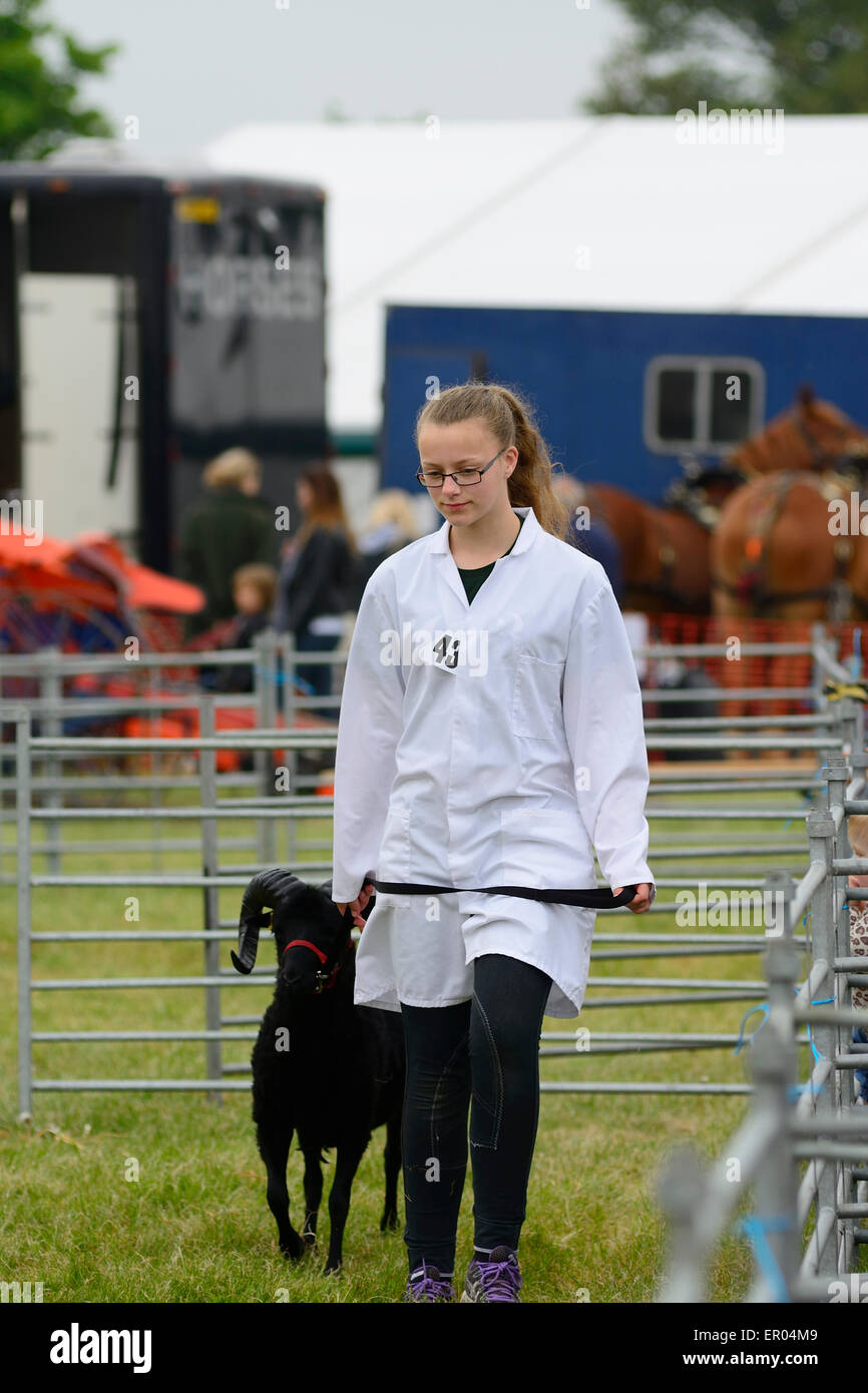 young female shepherd and black sheep at county show Stock Photo