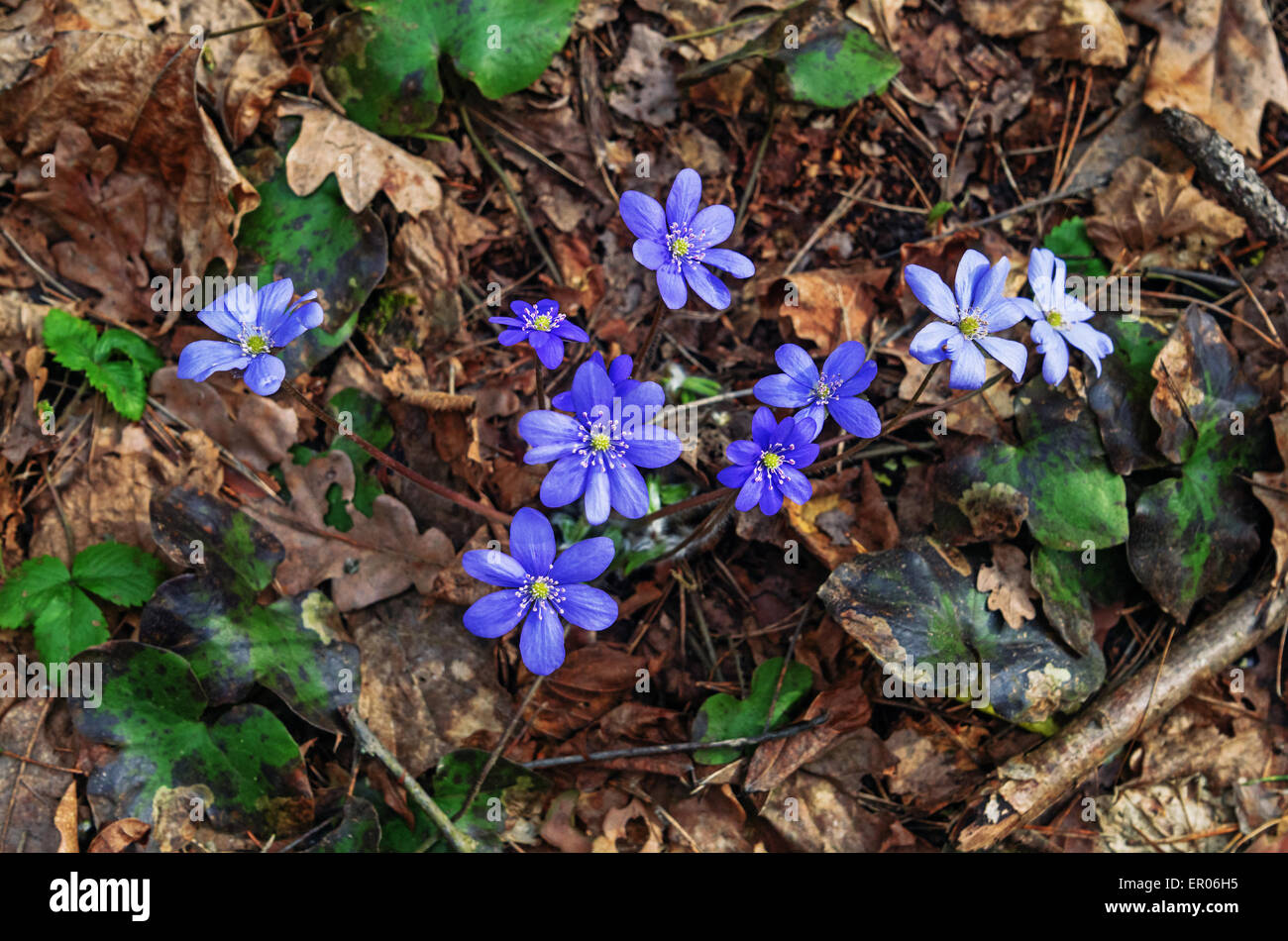 Spring flowers hepatica Stock Photo - Alamy
