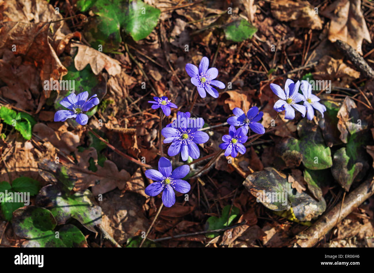 Spring flowers hepatica Stock Photo - Alamy