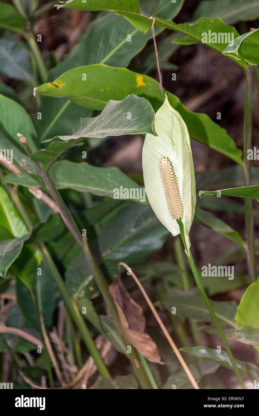 Spathiphyllum flower in Guatemala.  They are also called Spath or peace lilies.  The scientific name is Spathiphyllum cochlearispathum Stock Photo