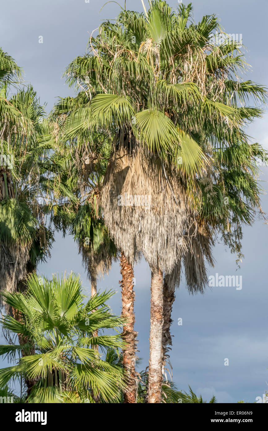 Palm trees in Guatemala that is known by Mexican Palmetto or Texas Palmetto or Texas Sabal Palm or Rio Grande Palmetto or  Palma de Mícharos  in Guatemala.  The scientific name is Sabal mexicana Stock Photo