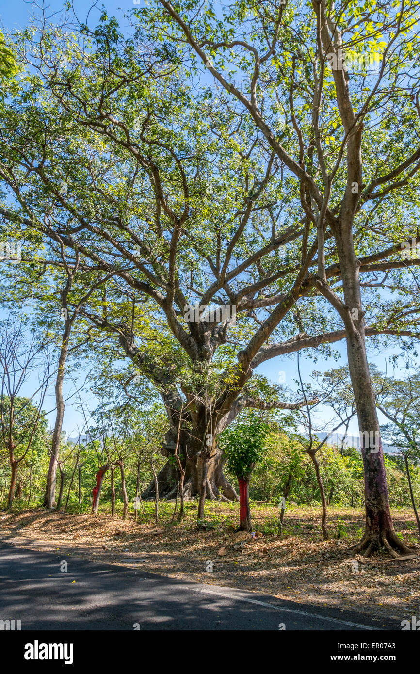 Ceiba tree in Guatemala Stock Photo