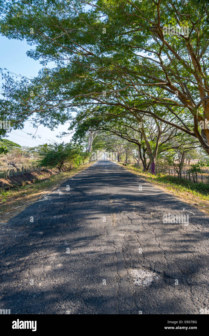 Canopy of trees bordering a road in southern Guatemala Stock Photo