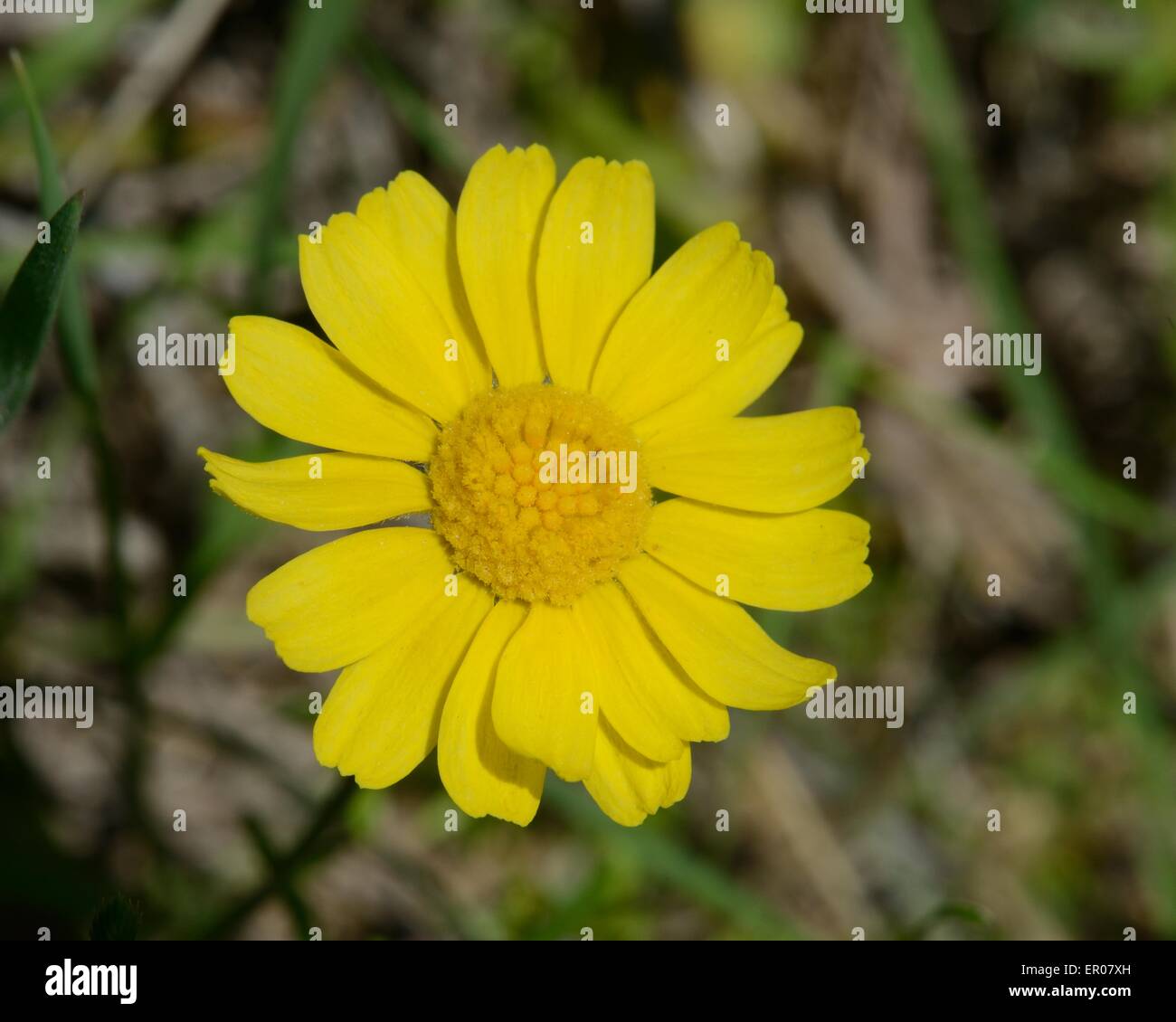 Four-nerve daisy Stock Photo