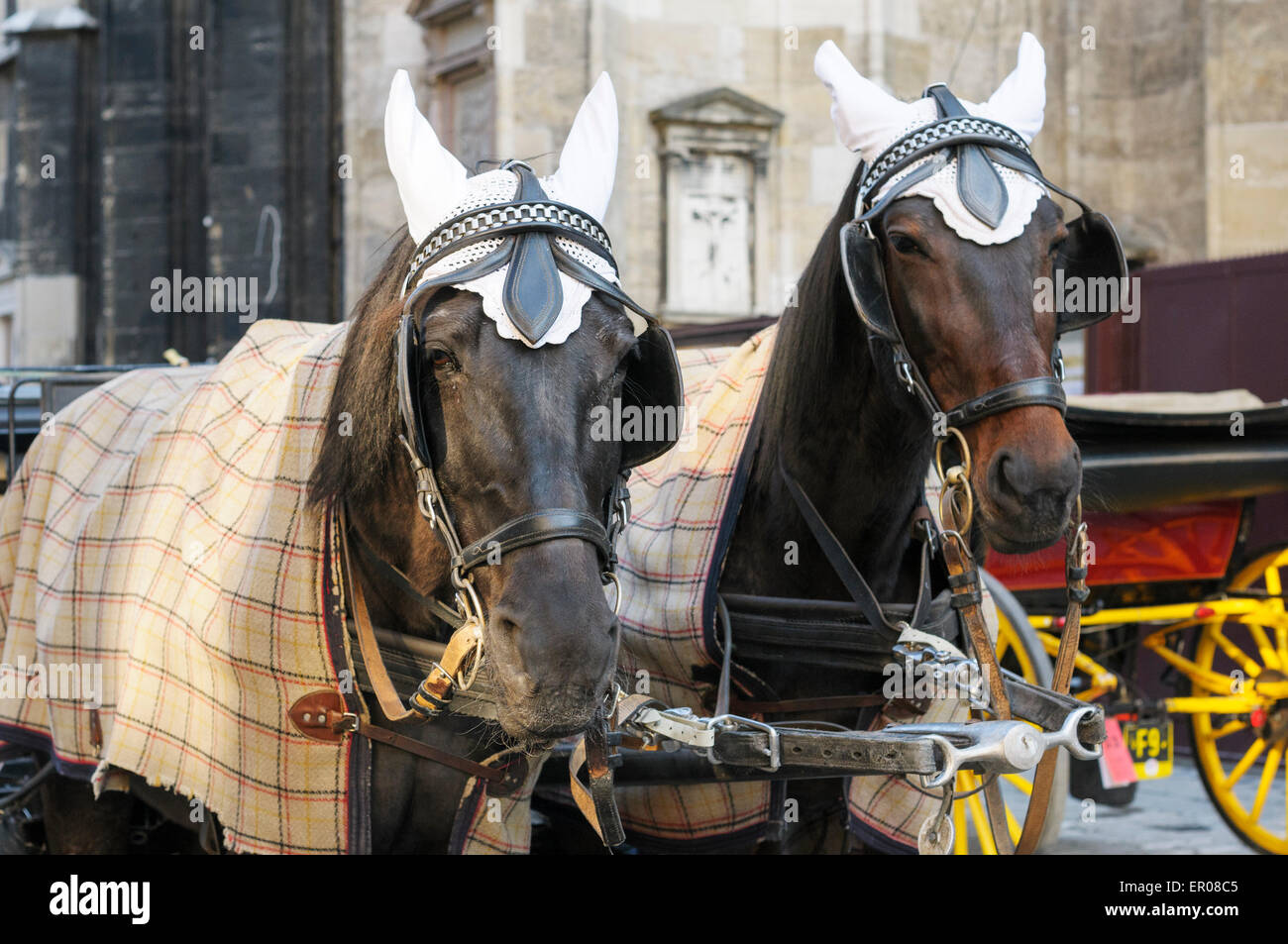Ear covers adorn the horses used to transport tourists in a fiaker around the old city of Vienna, Austria. Stock Photo
