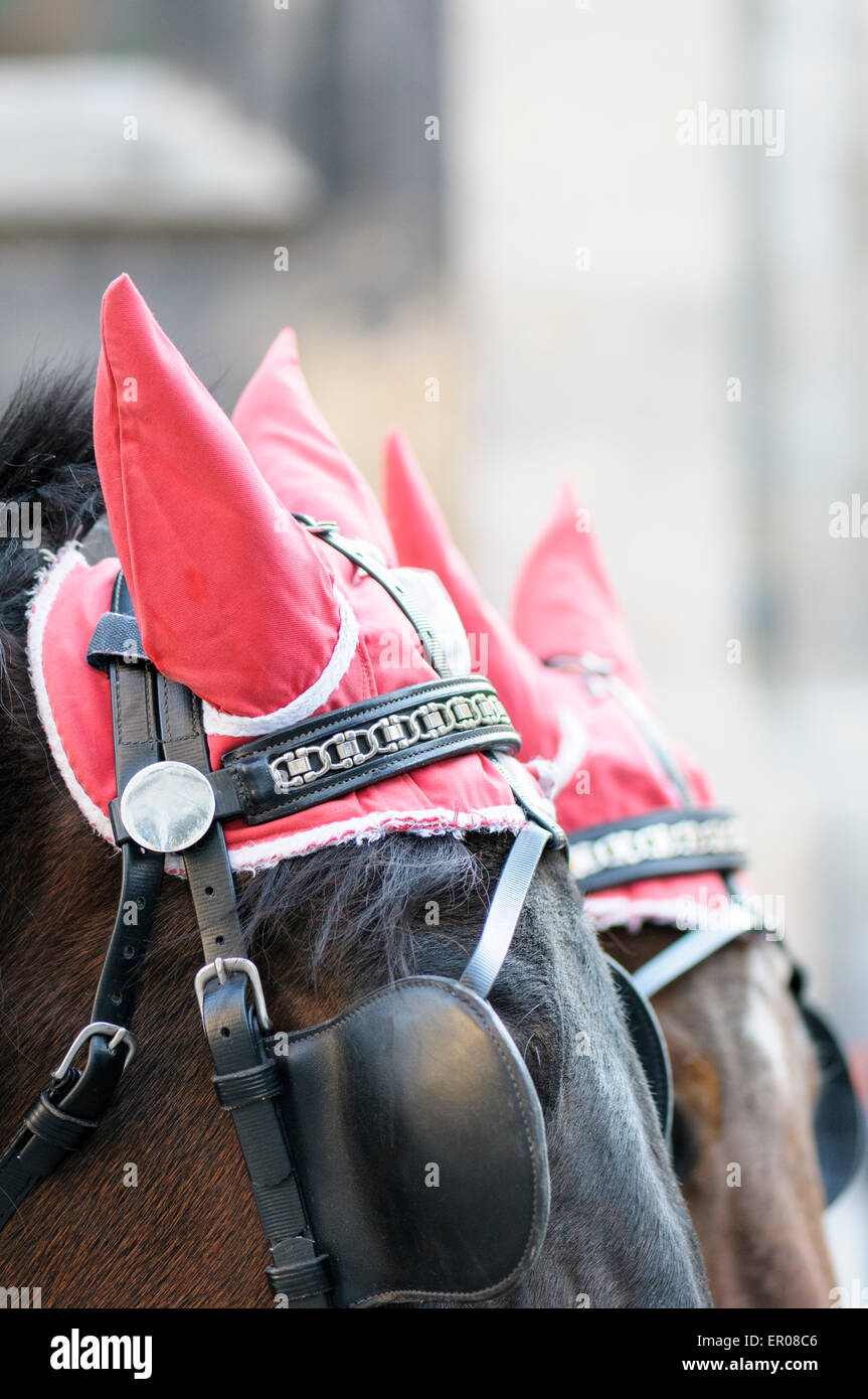 Ear covers adorn the horses used to transport tourists in a fiaker around the old city of Vienna, Austria. Stock Photo