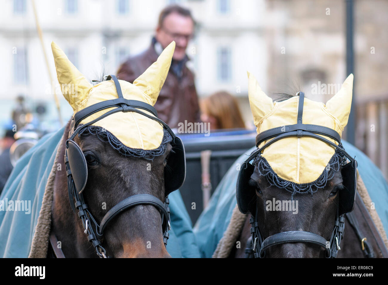 Ear covers adorn the horses used to transport tourists in a fiaker around the old city of Vienna, Austria. Stock Photo