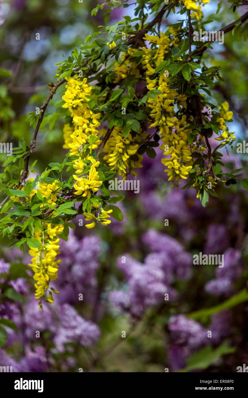 Laburnum anagyroides flowering shrub Stock Photo