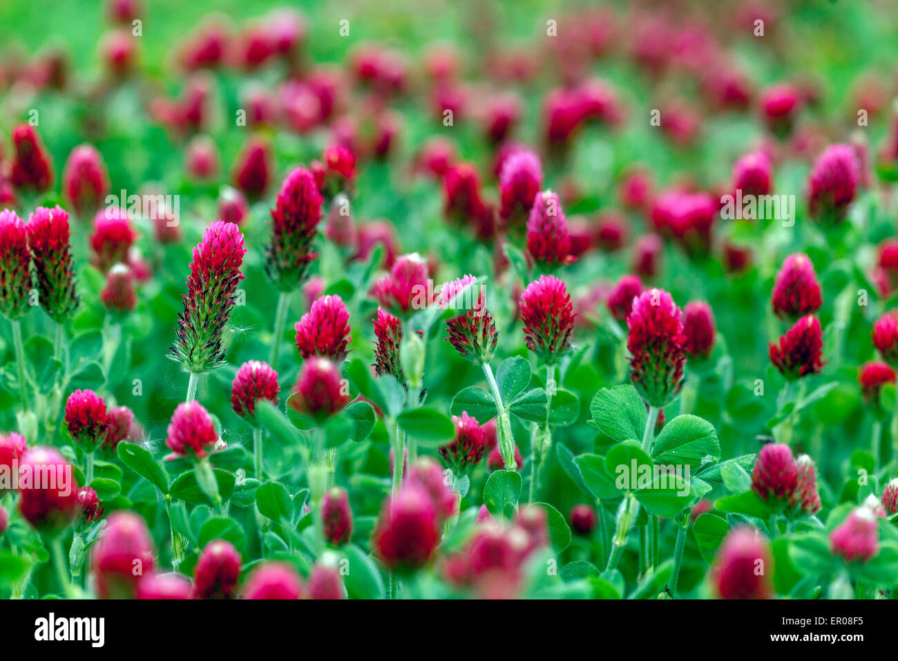 Trifolium incarnatum, Crimson clover, feed for livestock, green manure plant Stock Photo