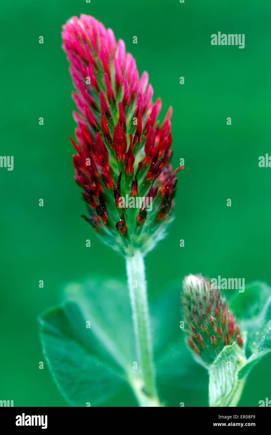 Trifolium incarnatum, Crimson clover, feed for livestock, green manure plant Stock Photo