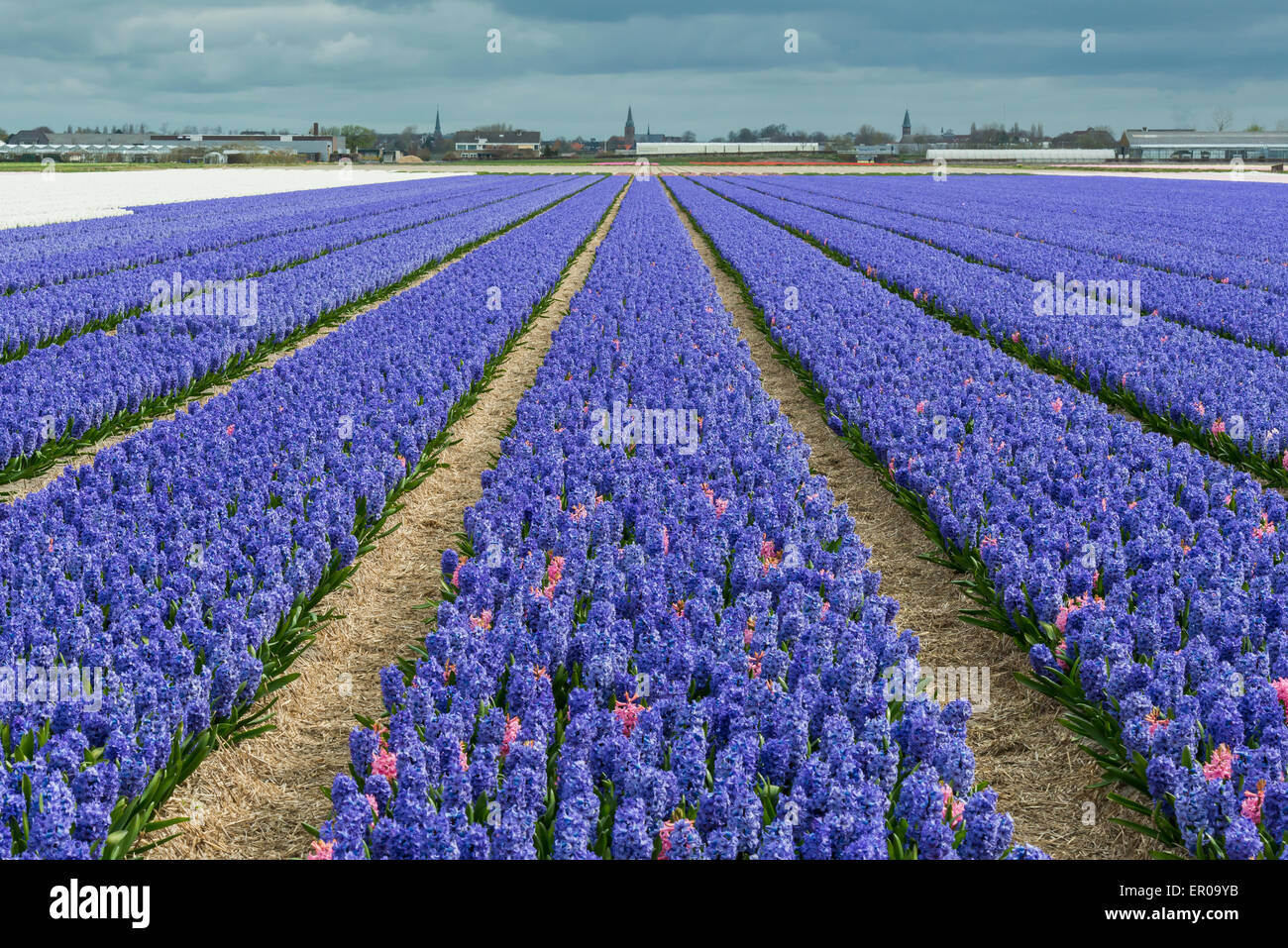 Purple Hyacinth in a field near Lisse, Hillegom and the Keukenhof in the Netherlands. Stock Photo