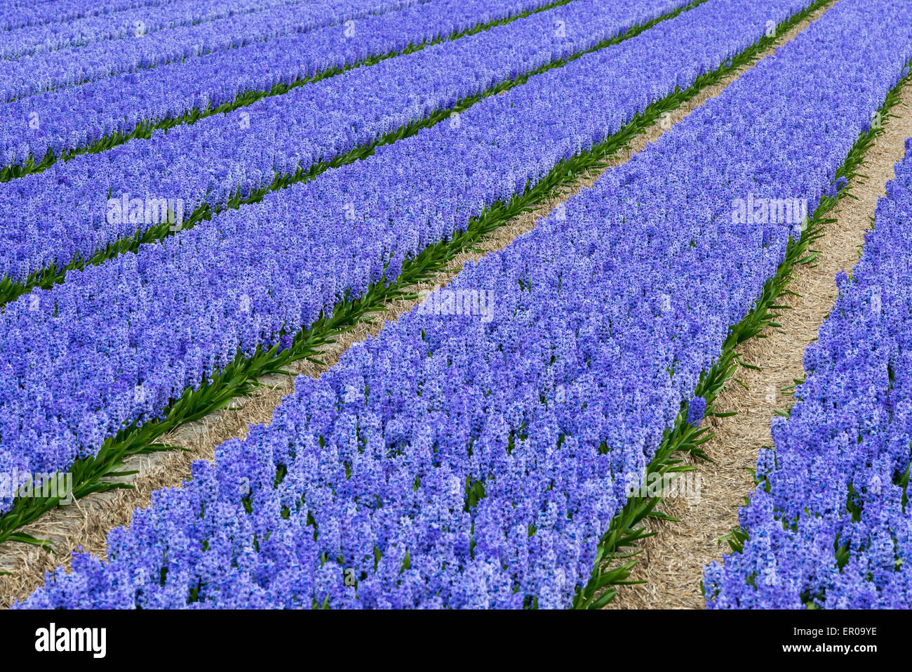 Purple Hyacinth in a field near Lisse and the Keukenhof in the Netherlands. Stock Photo
