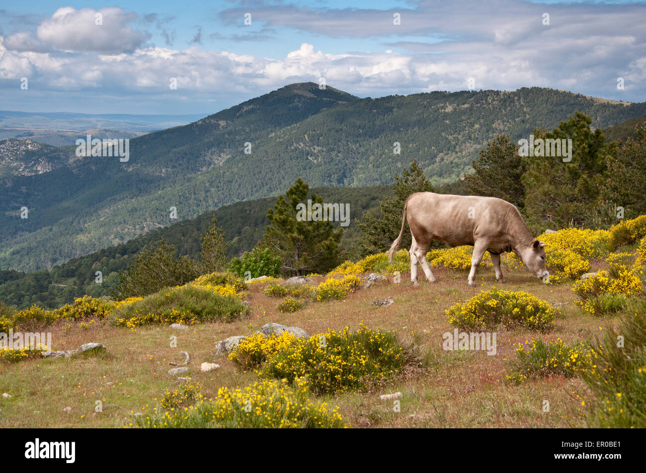Cow grazing in Casillas Mountain Pass, Iruelas Valley Natural Park, Avila, Spain Stock Photo