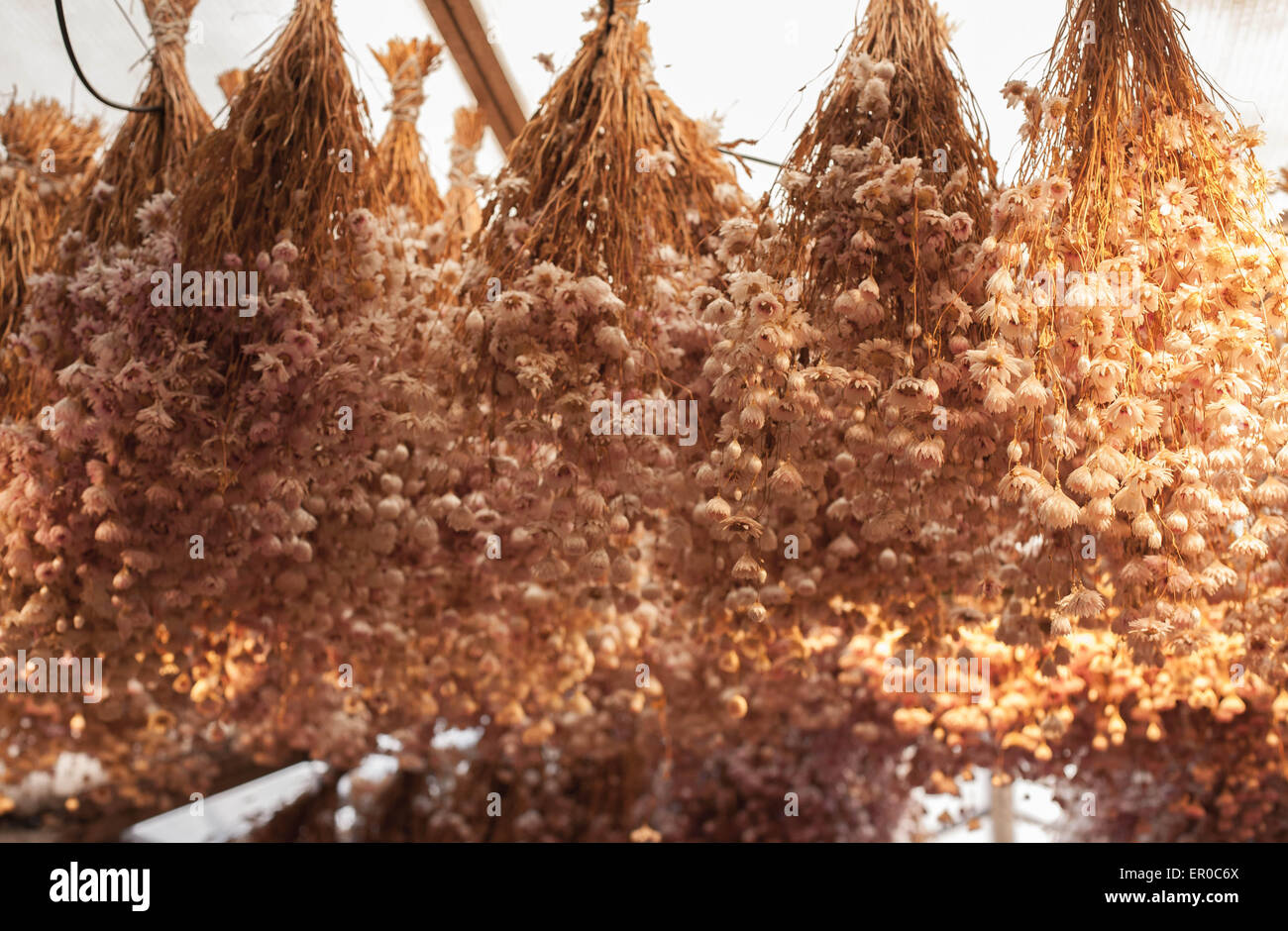 Dried flowers hanging in an Amsterdam market Stock Photo