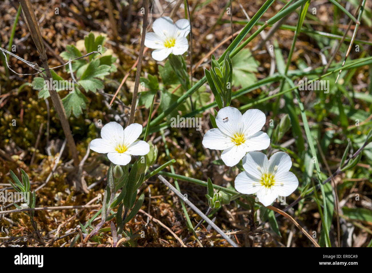 Flowers of Mountain sandwort, Arenaria montana. Photo taken in Guadarrama Mountains, La Pedriza, Madrid, Stock Photo