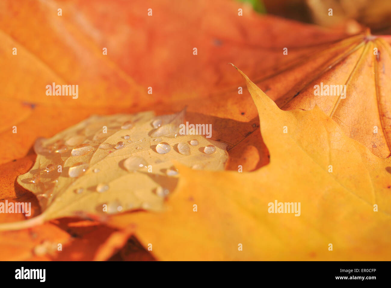 Yellow maple aspen leaves at autumn fall forest Stock Photo - Alamy