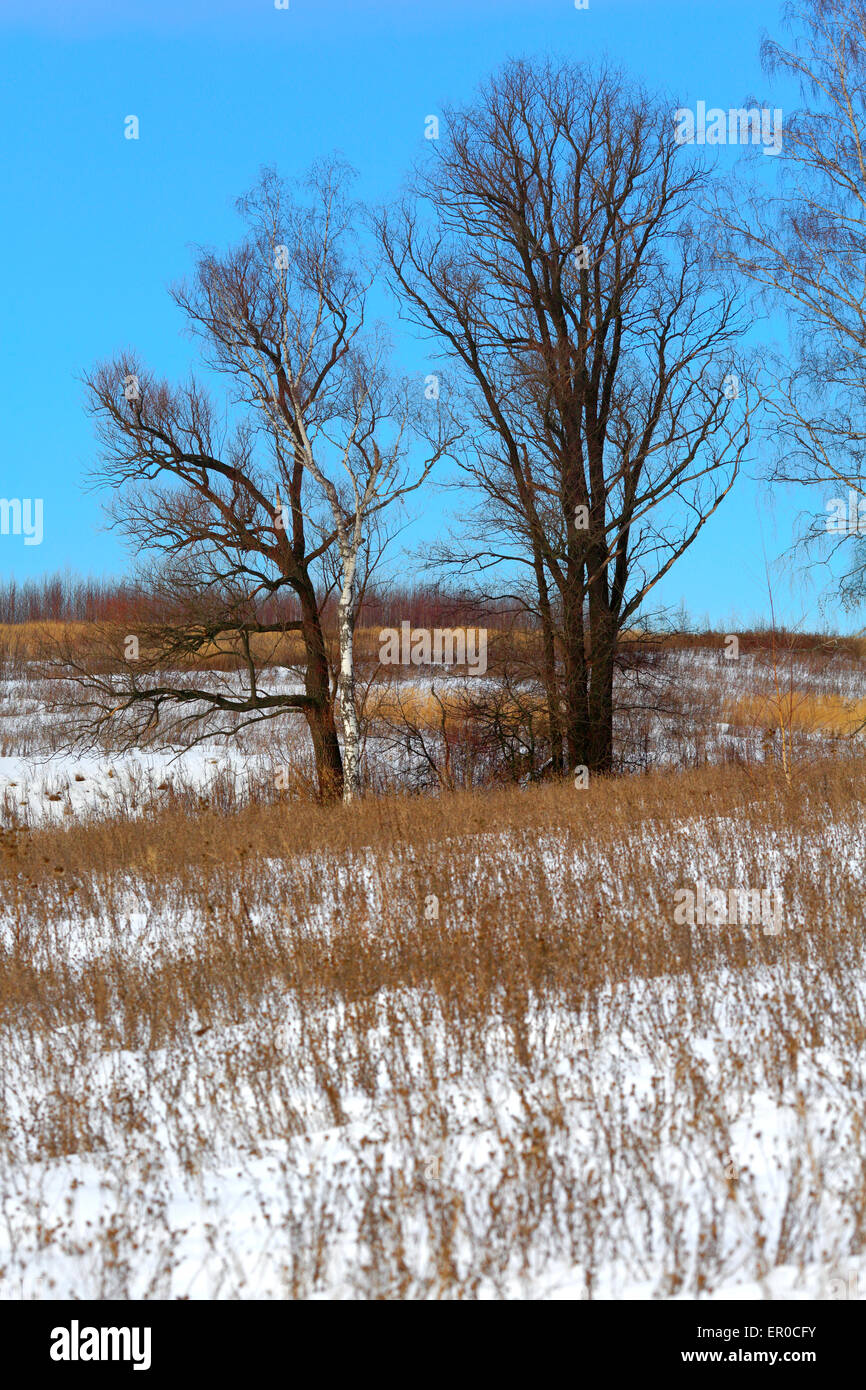 Winter forest tree snow landscape countryside field Stock Photo - Alamy