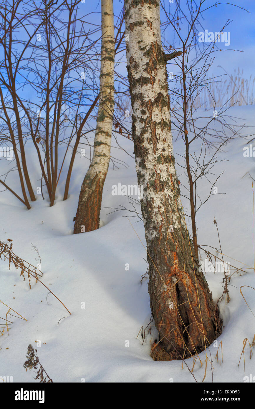 Winter birch forest tree snow nature spring Stock Photo