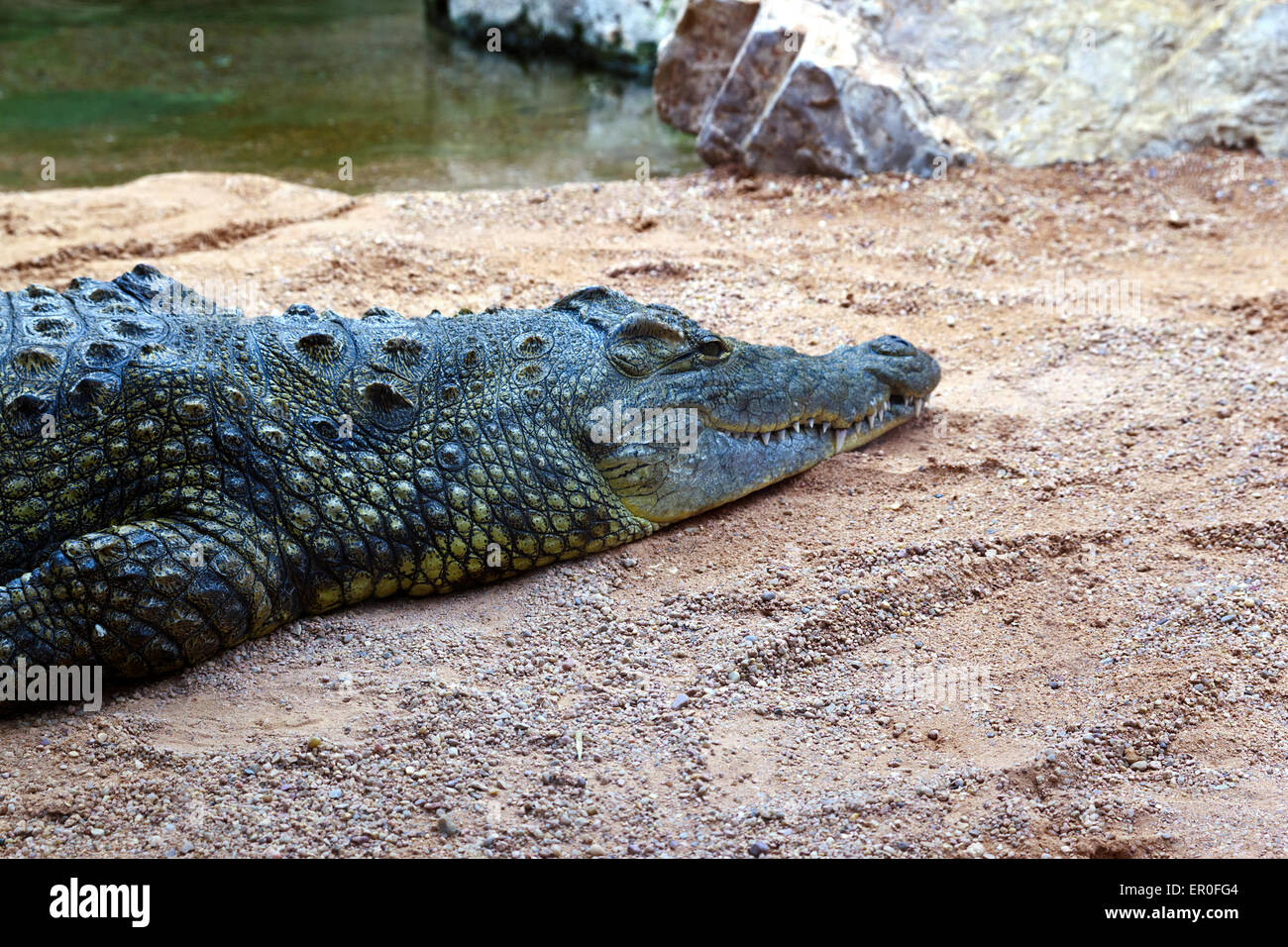 Crocodile at the Bioparc Valencia Stock Photo - Alamy