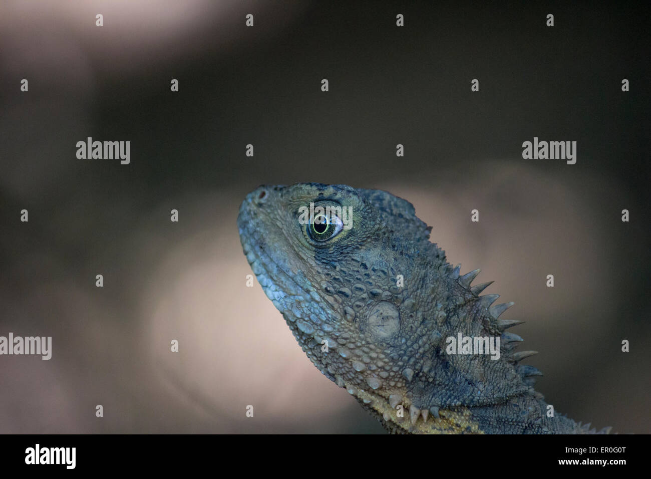 Australian water dragon Stock Photo - Alamy