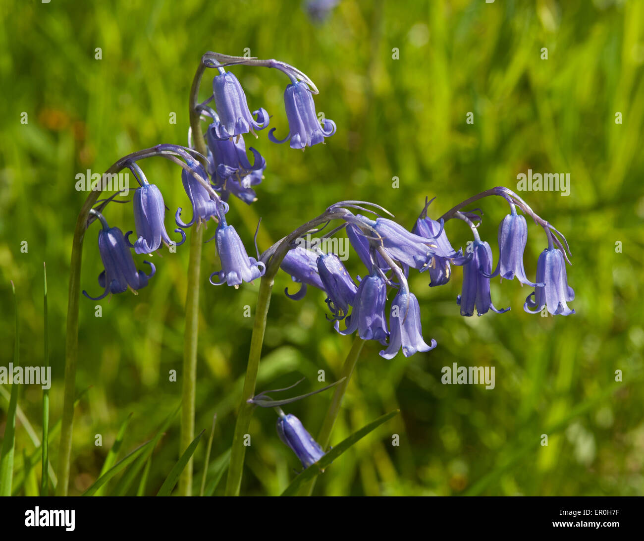 Bluebells growing on a roadside verge in Inverness-shire. Scotland.  SCO 9806. Stock Photo