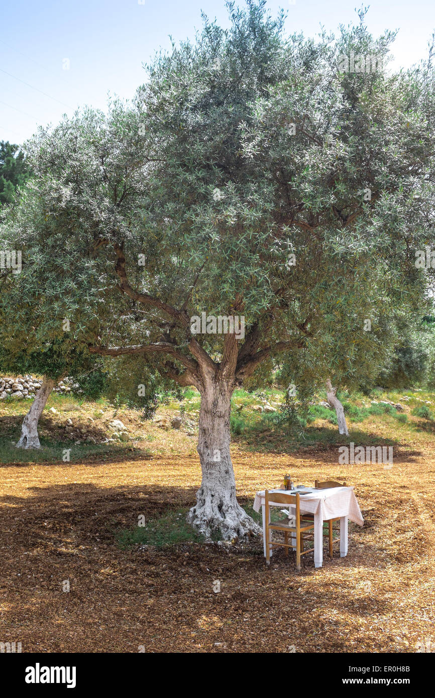 Table in the shade of Olive tree at a luxury restaurant, Lefkada island Greece Stock Photo