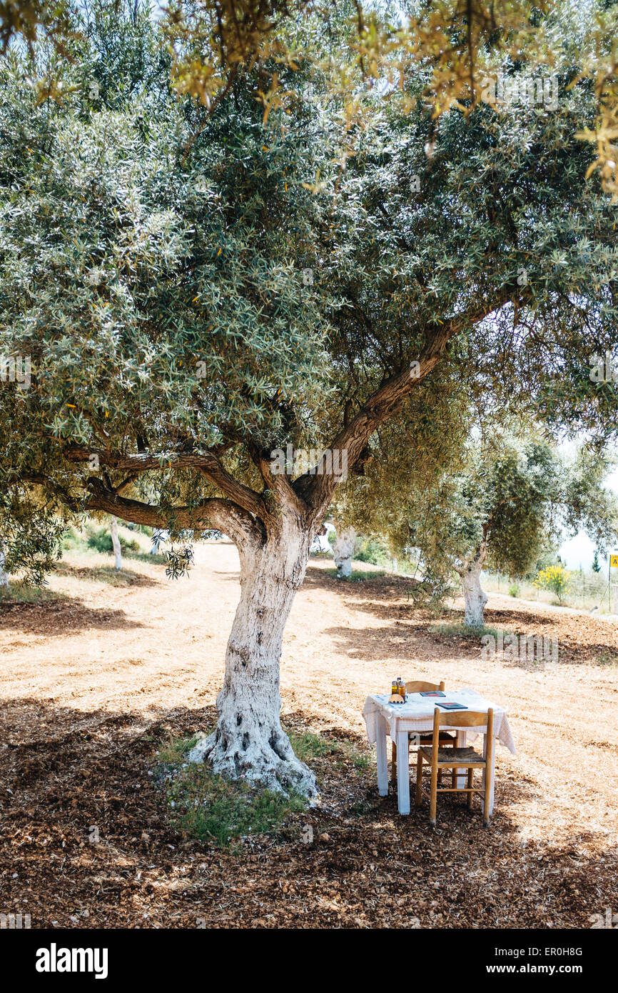 Table in the shade of Olive tree at a luxury restaurant, Lefkada island Greece Stock Photo