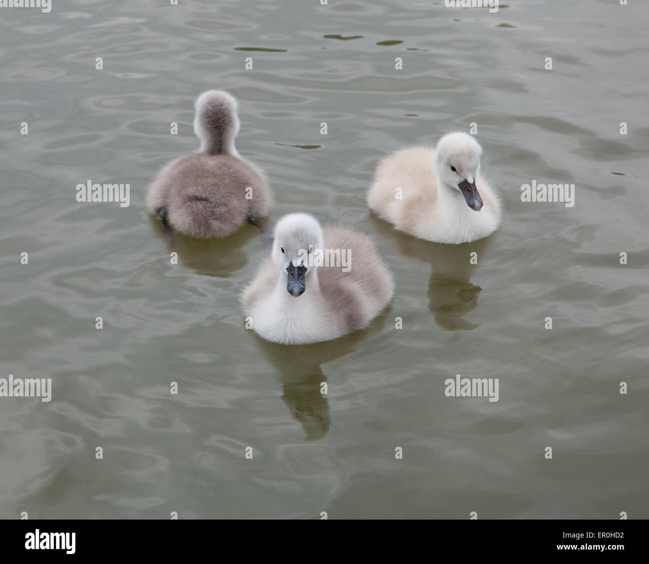 young white swan - cygnets. Stock Photo