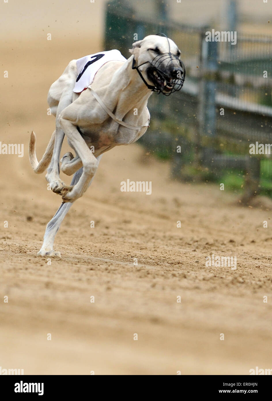Gelsenkirchen, Germany. 24th May, 2015. A Magyar agár runs during the Gelsenkirchen Grand Prix on the greyhound race track in Gelsenkirchen, Germany, 24 May 2015. Photo: CAROLINE SEIDEL/dpa/Alamy Live News Stock Photo