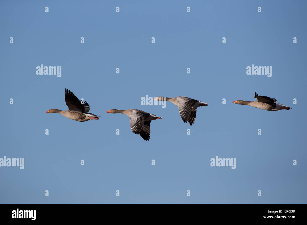 Flying geese Stock Photo