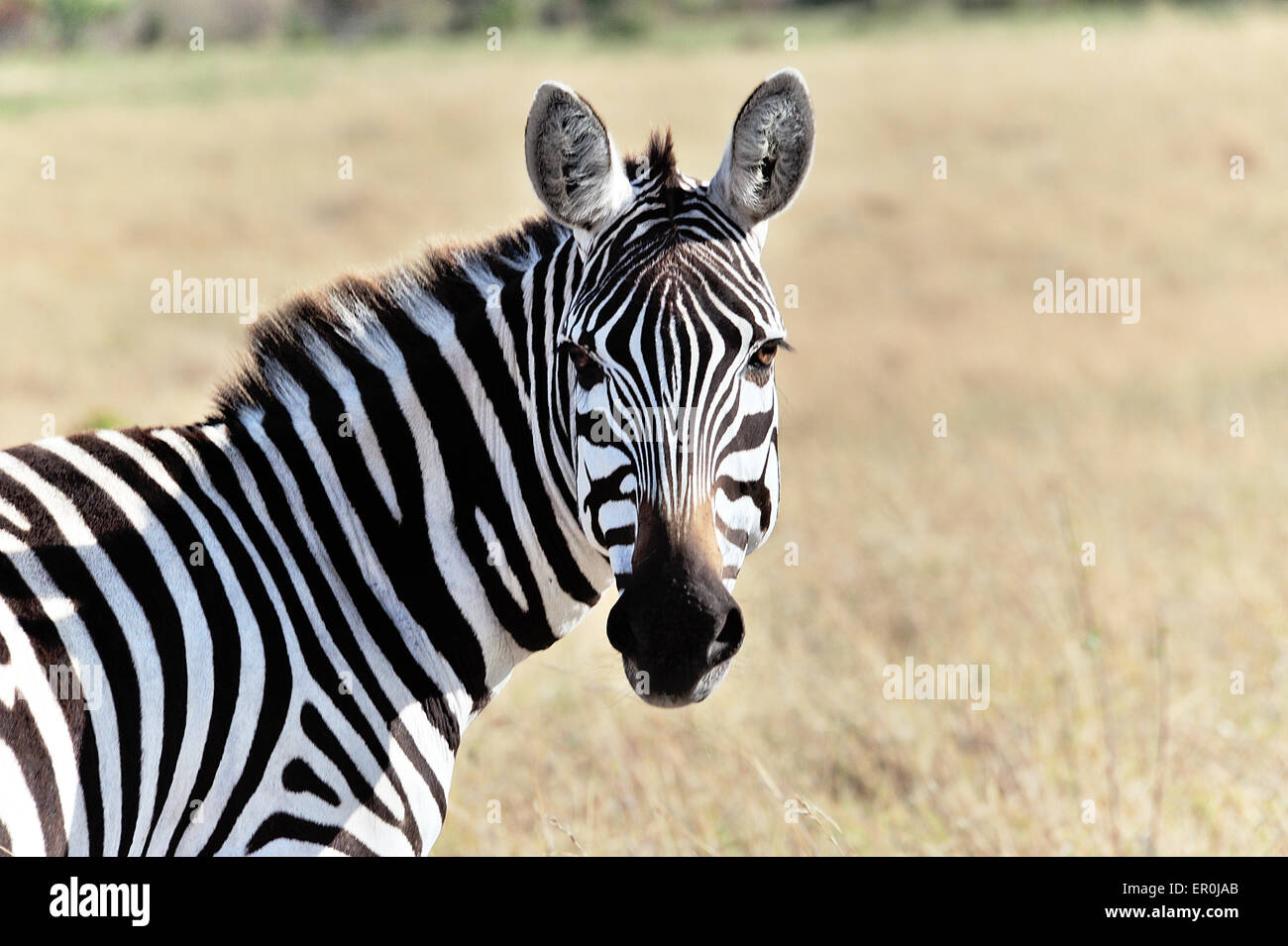 Face and head of a Zebra Stock Photo