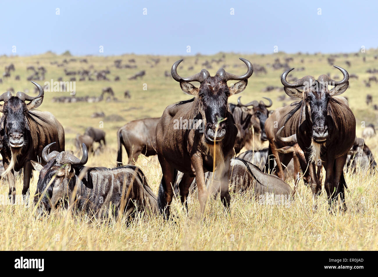 Wildebeests in the Masai Mara while migration Stock Photo