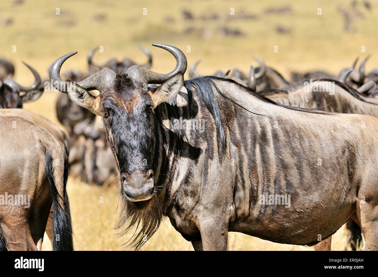 Face of a Wildebeest Stock Photo