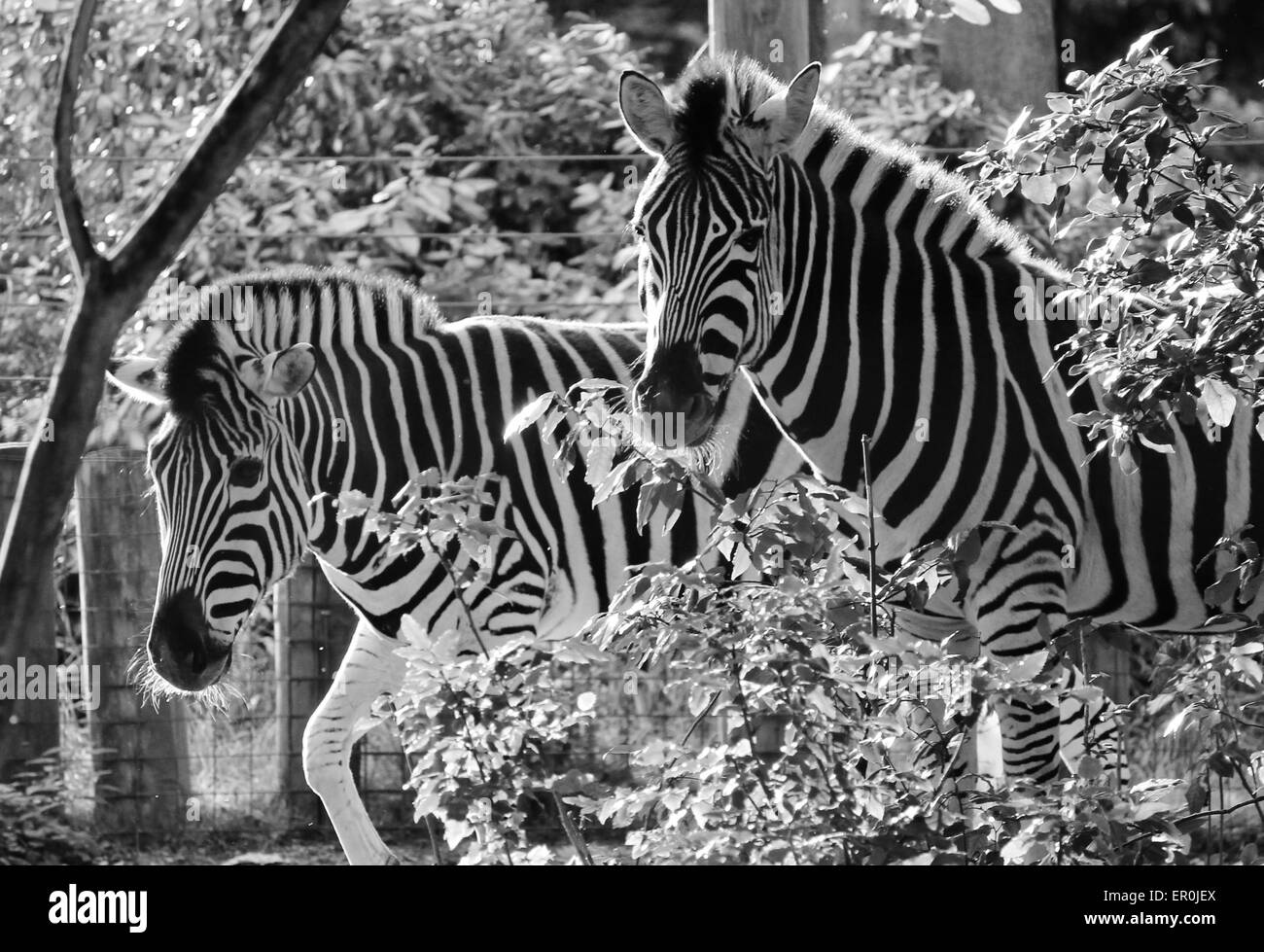 zebra in compound at zoo Stock Photo