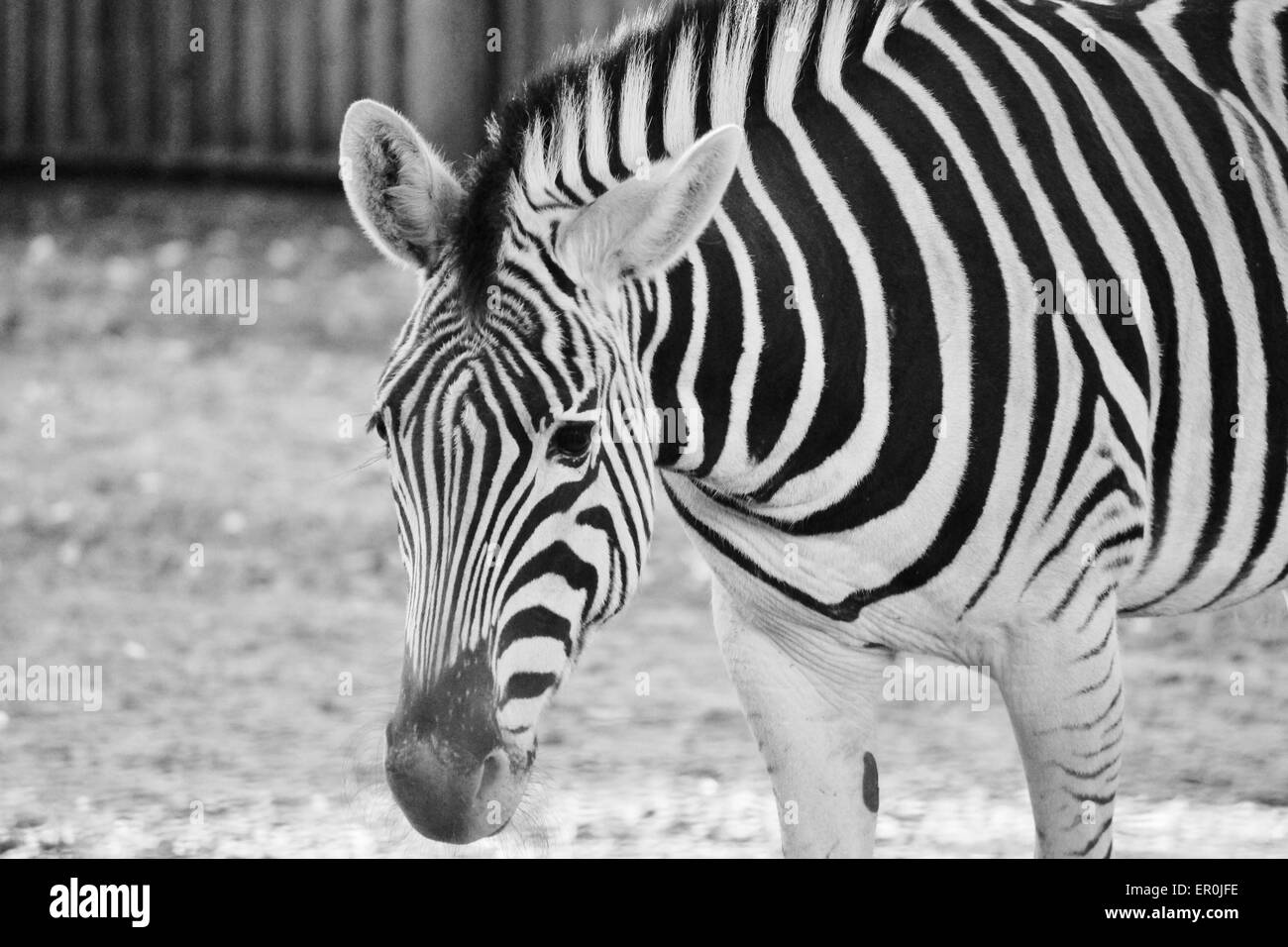 zebra in compound at zoo Stock Photo