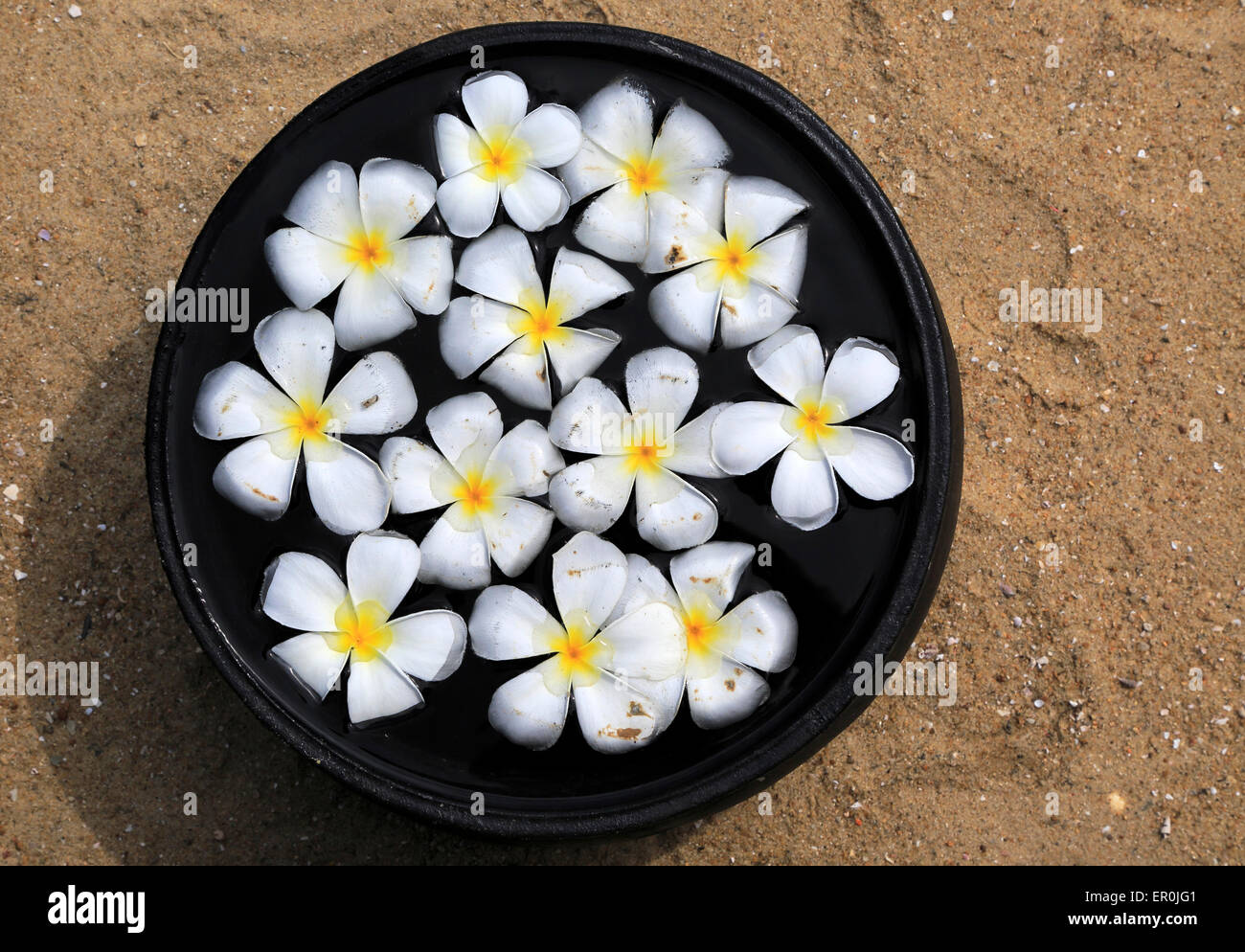 Bowl of floating frangipani flowers, Maalu Maalu Resort hotel beach, Pasikudah Bay, Eastern Province, Sri Lanka, Asia Stock Photo