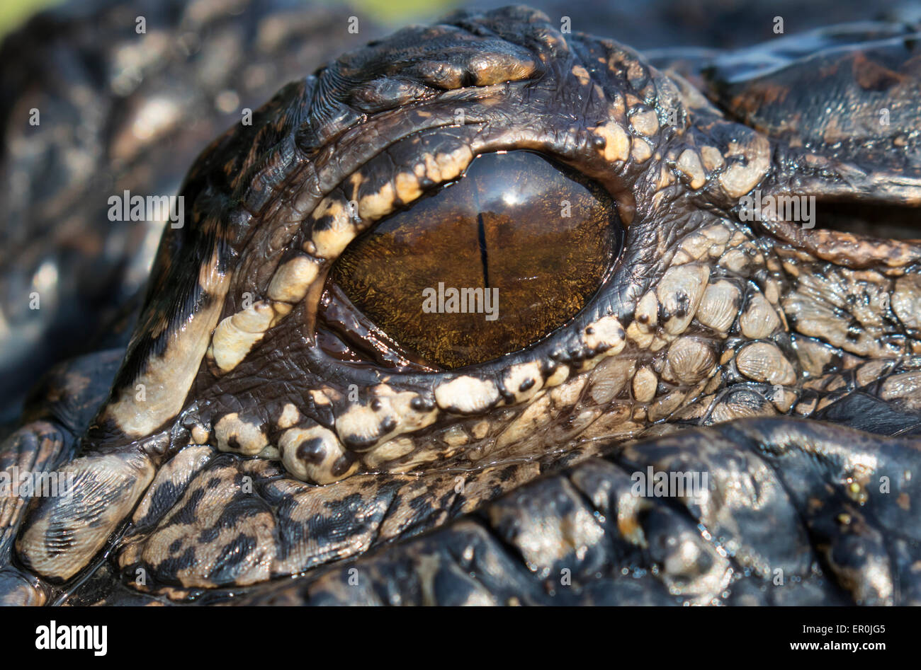 The American alligator (Alligator mississippiensis) eye, Brazos Bend state park, Needville, Texas, USA. Stock Photo