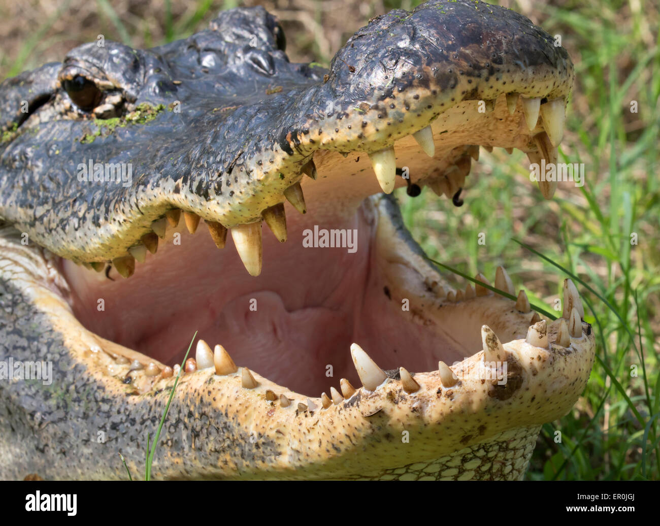 American alligator (Alligator mississippiensis) teeth, Brazos Bend state park, Needville, Texas, USA. Stock Photo