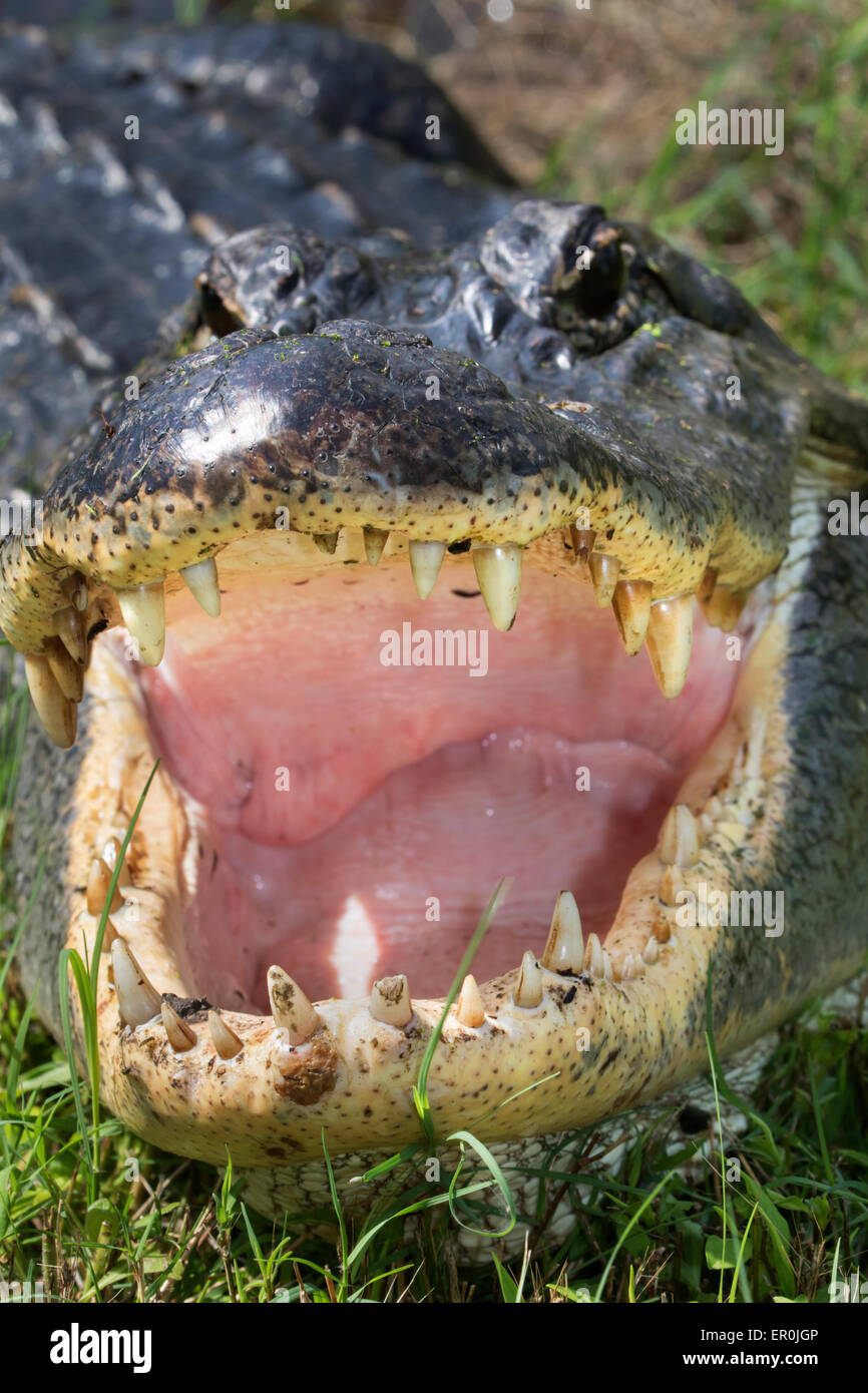 American alligator (Alligator mississippiensis) attacking, Brazos Bend state park, Needville, Texas, USA. Stock Photo