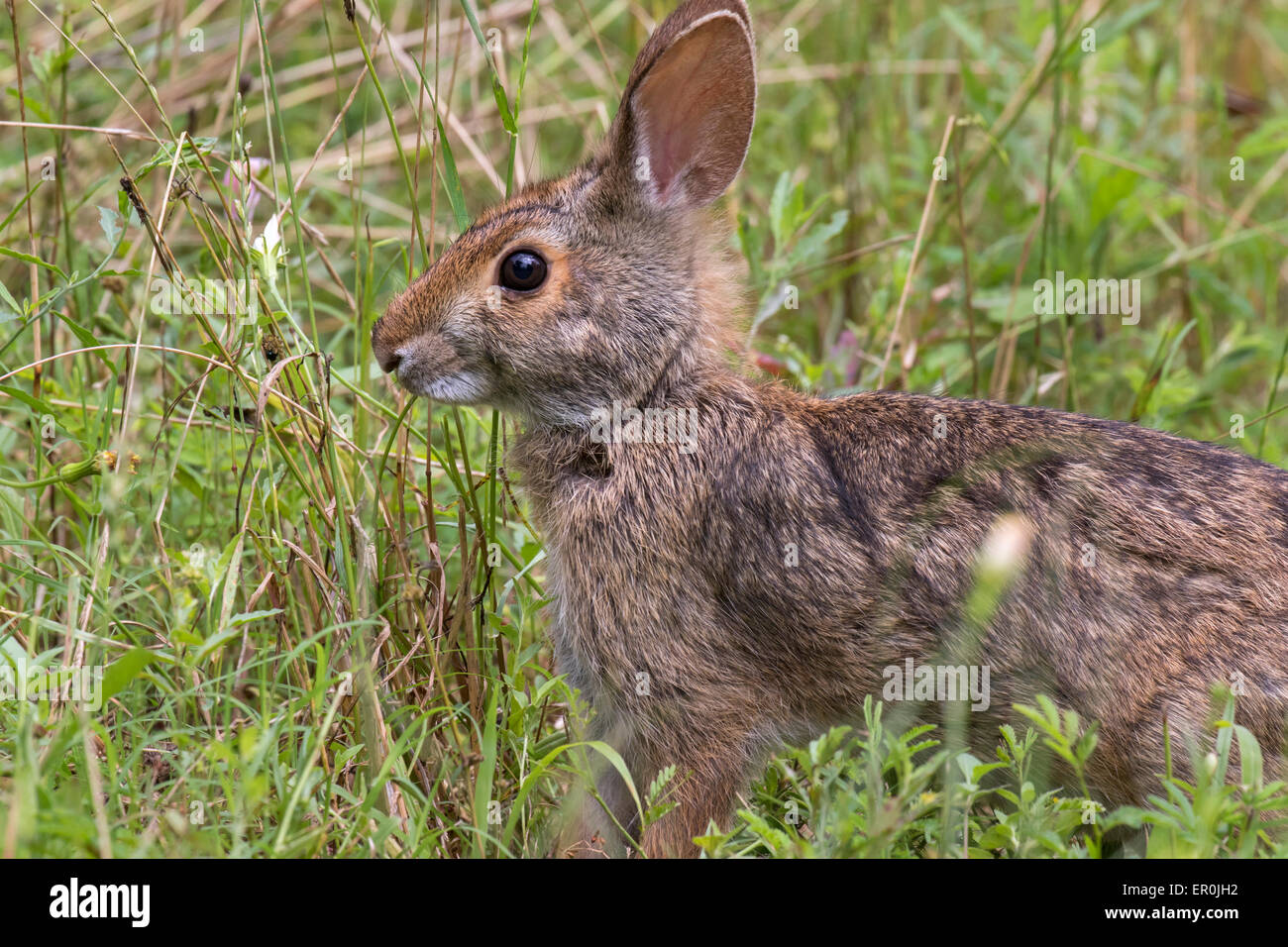 Marsh rabbit hires stock photography and images Alamy