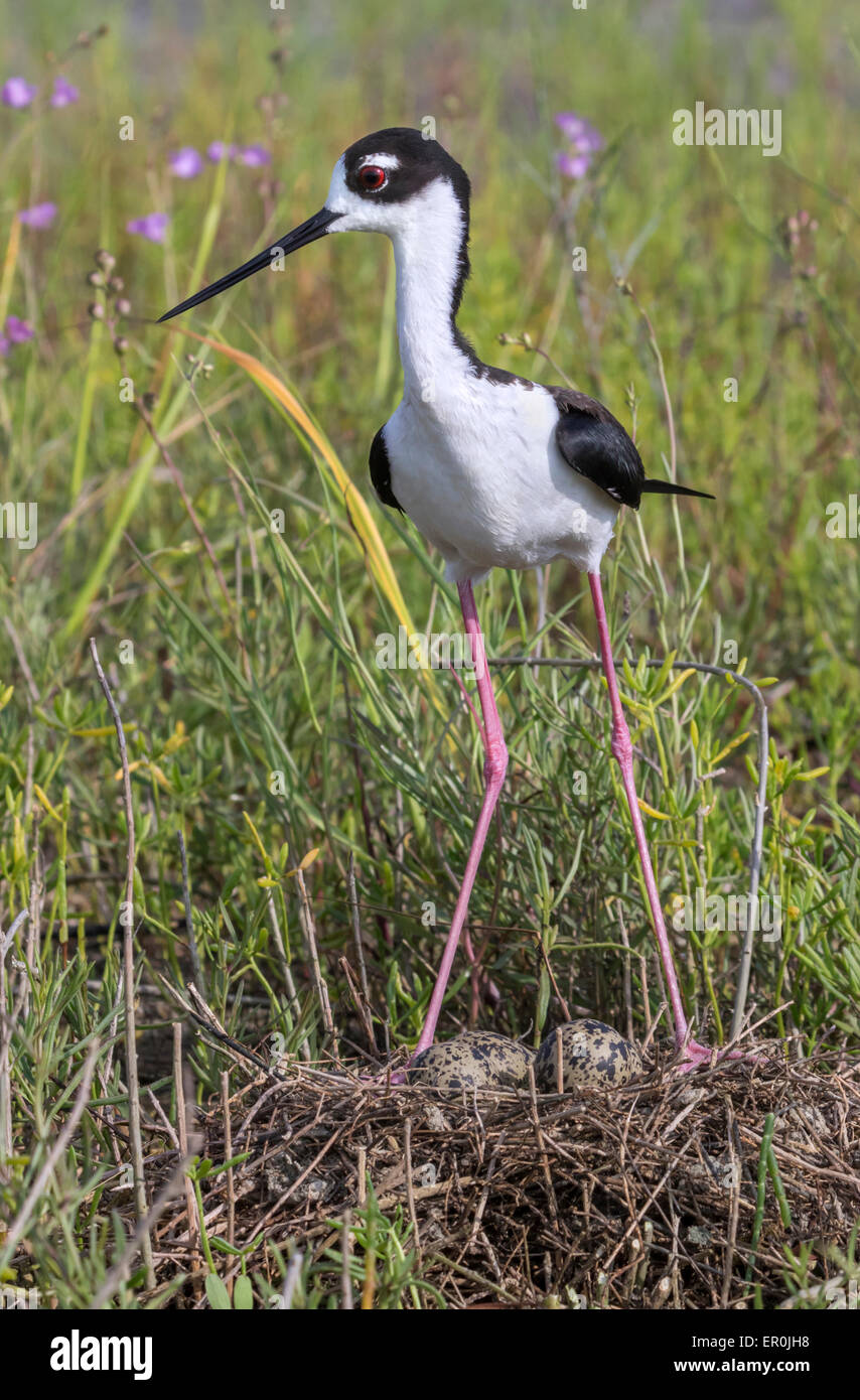 black-necked stilt (Himantopus mexicanus) near the nest, Galveston, Texas, USA. Stock Photo