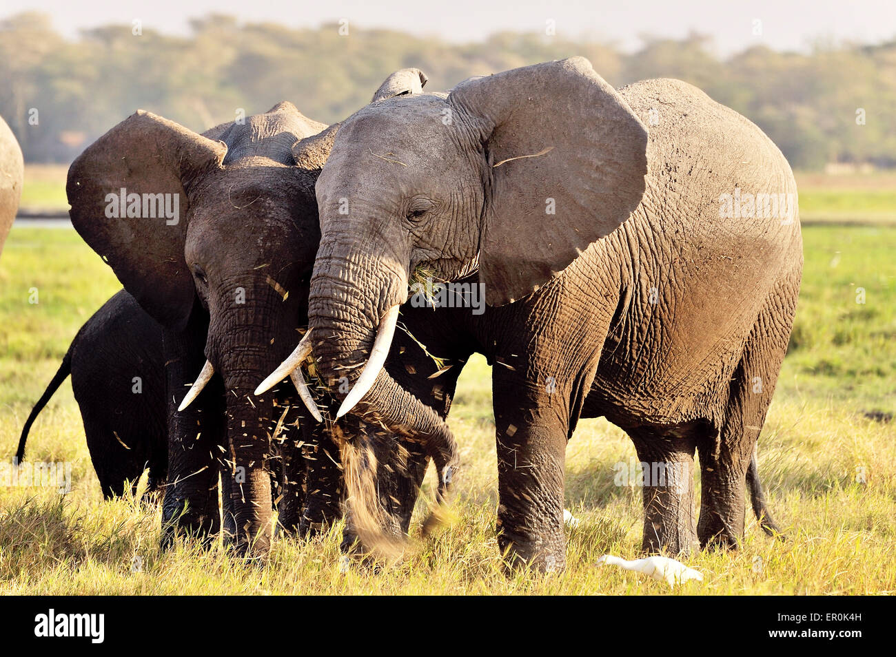 Elephants with their favorite occupation Stock Photo