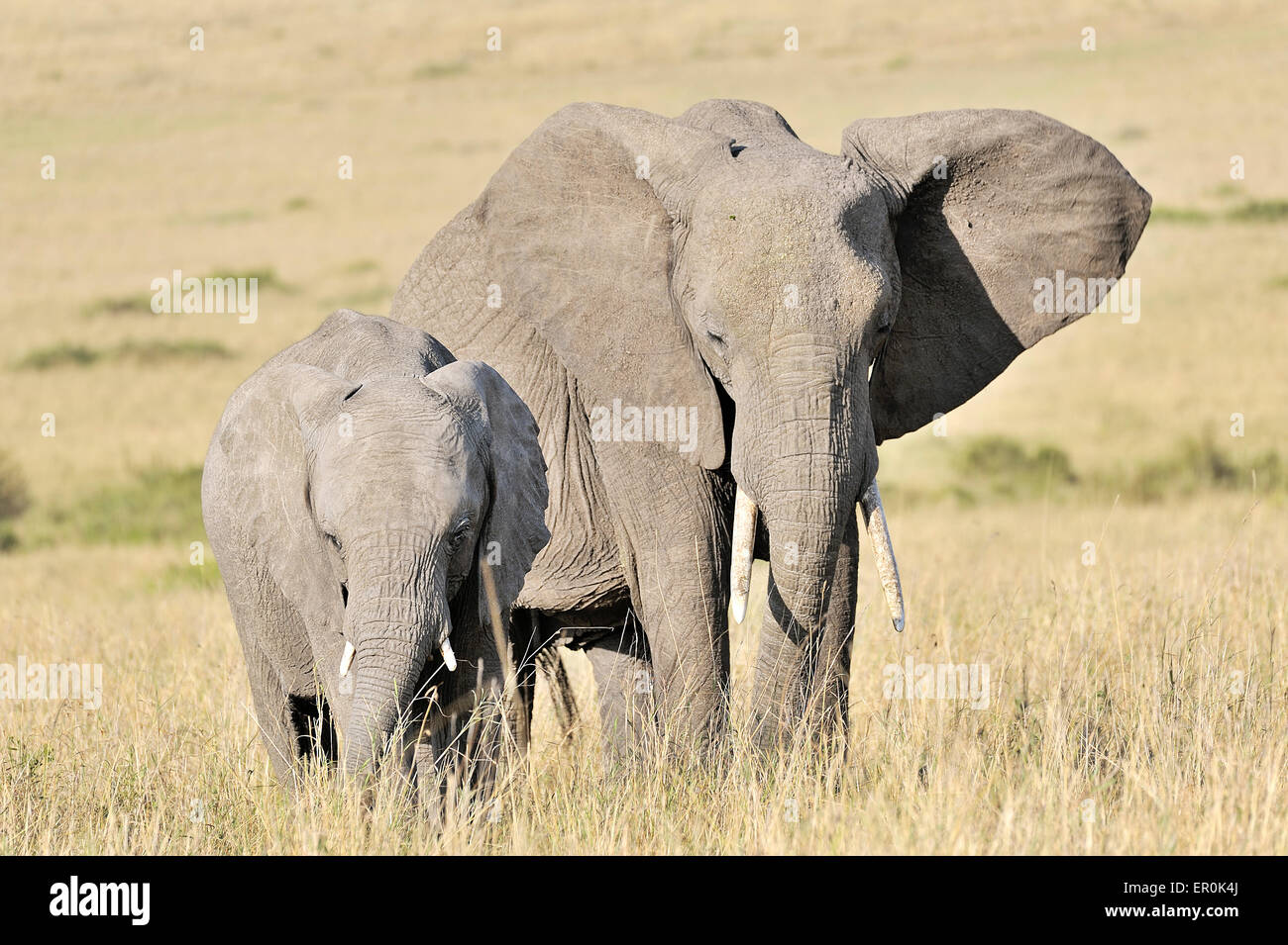 Young Elephant with its mother Stock Photo