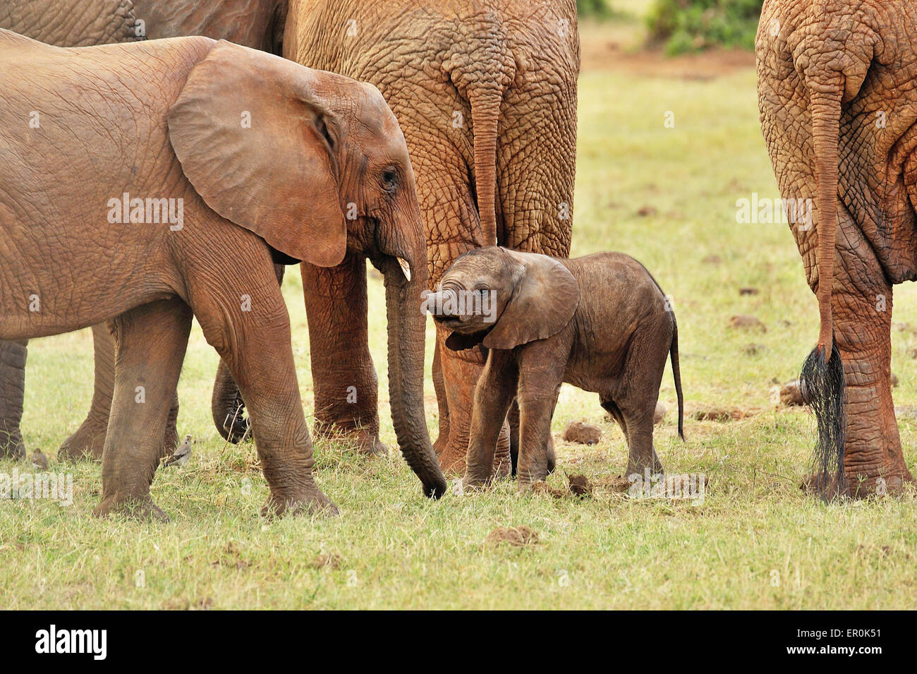 Baby elephant, looking for a playmate Stock Photo