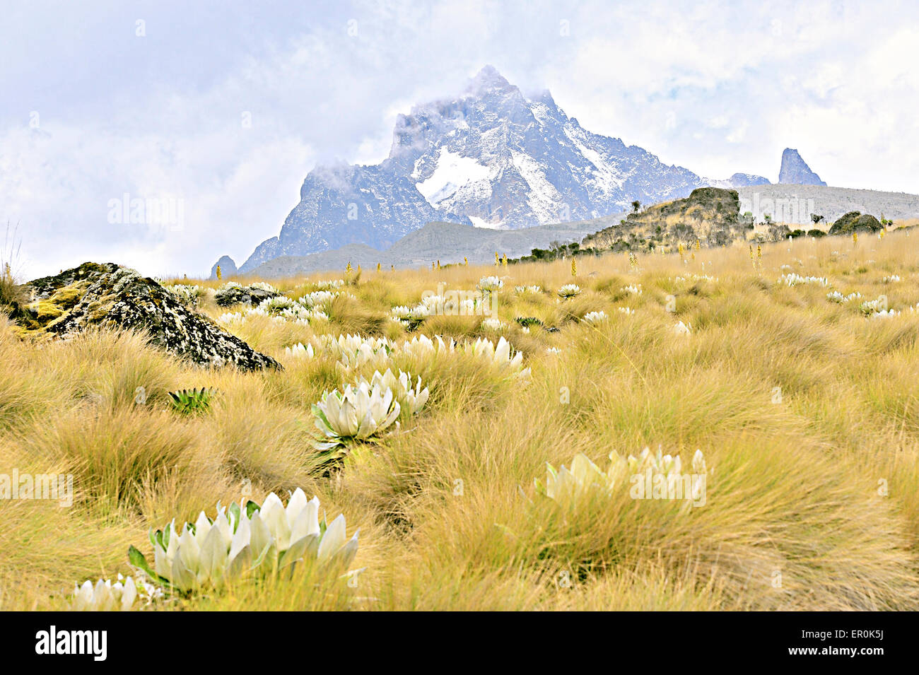 Landscape Mount Kenya with senecios and lobelias Stock Photo
