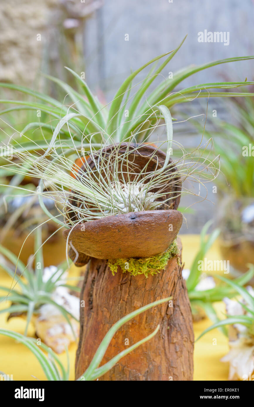 Nice composition of Tillandsia, species of evergreen, perennial flowering plants in the family Bromeliaceae, native to the fores Stock Photo