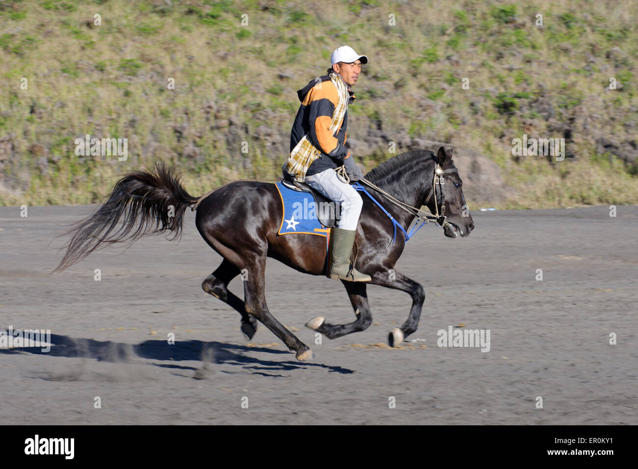 Horse riding service around Bromo. Mt. Bromo is an active volcano and part of the Tengger massif, in East Java. June 28, 2014. Stock Photo