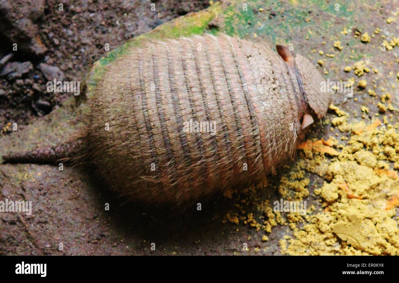 Nine-banded armadillo looking for food Stock Photo