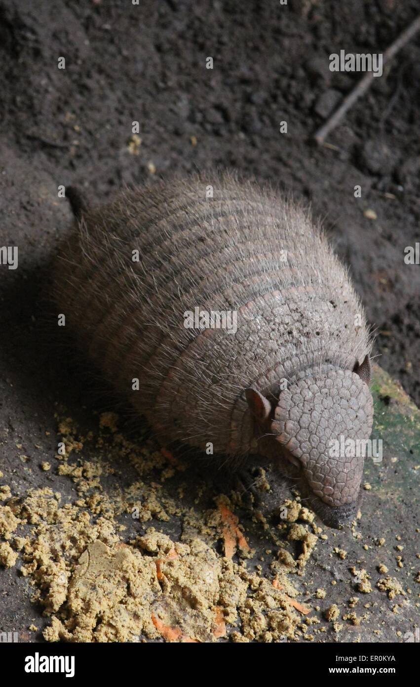 Nine-banded armadillo looking for food Stock Photo